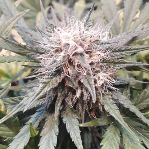 Critical Plus Auto #2 growlog timeline photo