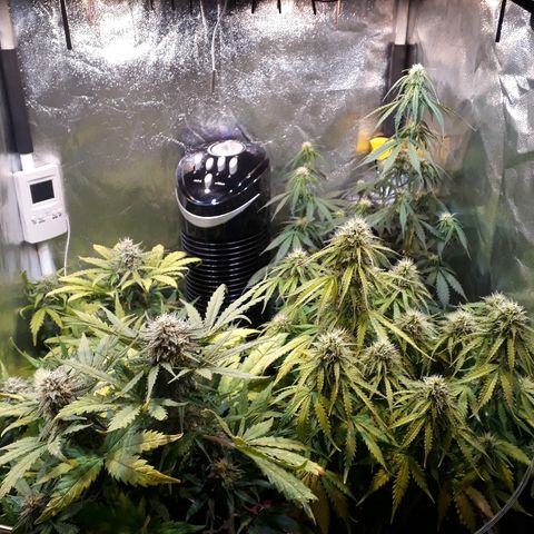 Tropa de Elite growlog timeline photo