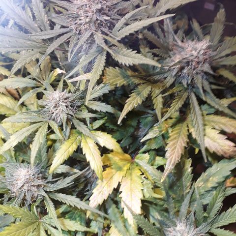 Critical Plus Auto #2 growlog timeline photo