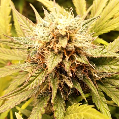 Critical Plus Auto #2 growlog timeline photo
