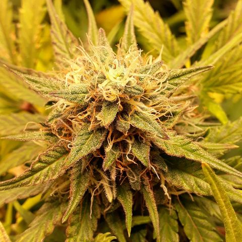 Critical Plus Auto #2 growlog timeline photo