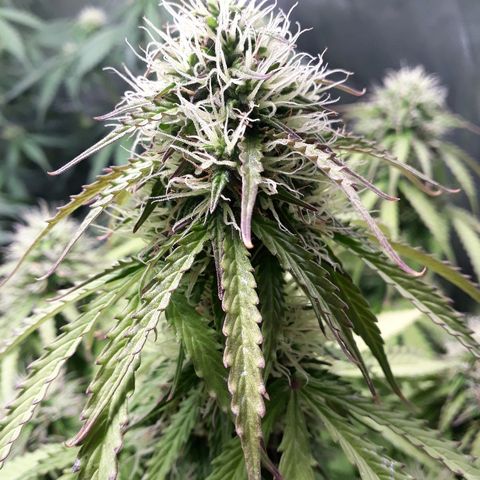 Tropa de Elite growlog timeline photo