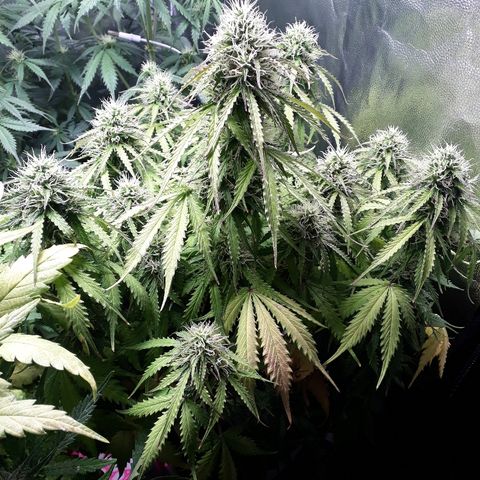 Tropa de Elite growlog timeline photo