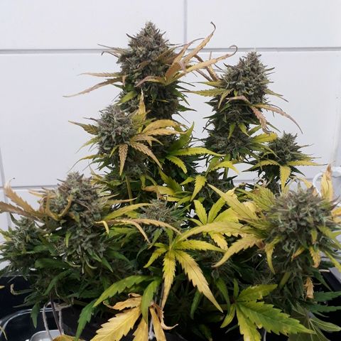 Critical Plus Auto #2 growlog timeline photo
