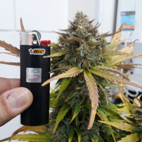 Critical Plus Auto #2 growlog timeline photo