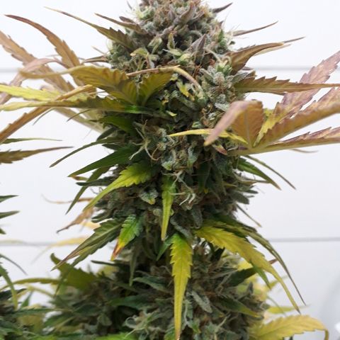 Critical Plus Auto #2 growlog timeline photo