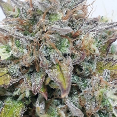 Critical Plus Auto #2 growlog timeline photo