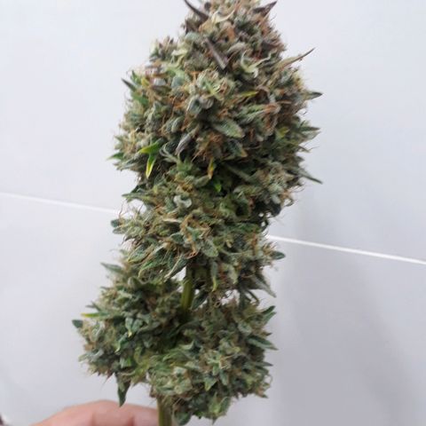 Critical Plus Auto #2 growlog timeline photo