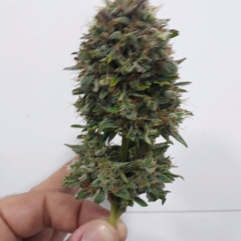 Critical Plus Auto #2 growlog timeline photo