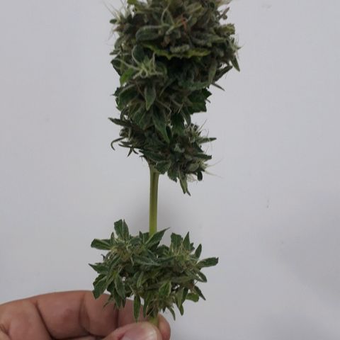 Critical Plus Auto #2 growlog timeline photo