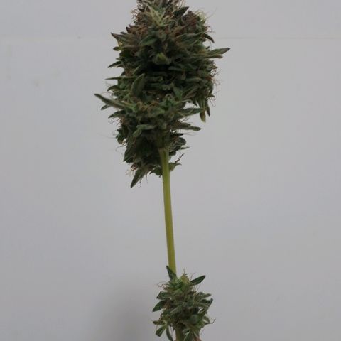 Critical Plus Auto #2 growlog timeline photo