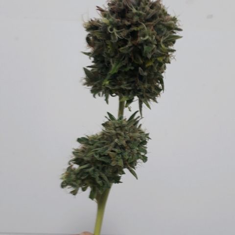 Critical Plus Auto #2 growlog timeline photo