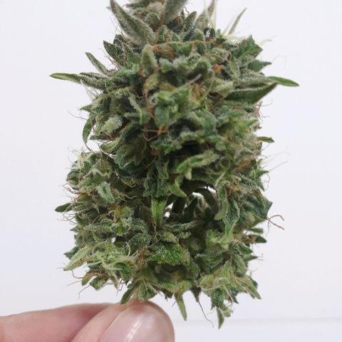 Critical Plus Auto #2 growlog timeline photo