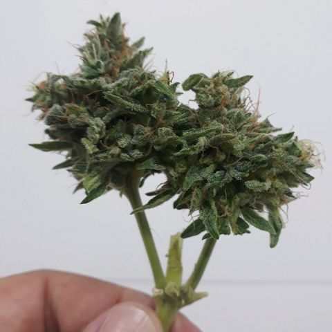 Critical Plus Auto #2 growlog timeline photo