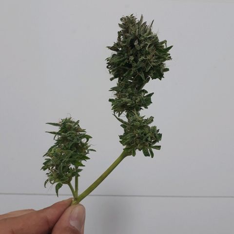 Critical Plus Auto #2 growlog timeline photo