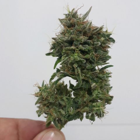 Critical Plus Auto #2 growlog timeline photo