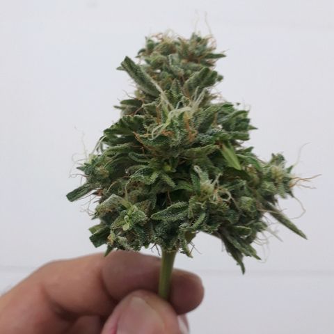 Critical Plus Auto #2 growlog timeline photo