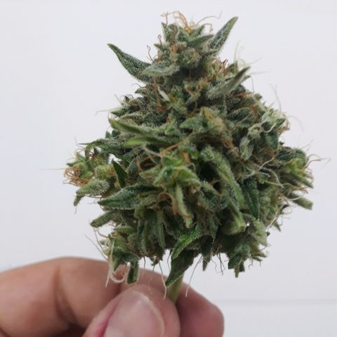 Critical Plus Auto #2 growlog timeline photo