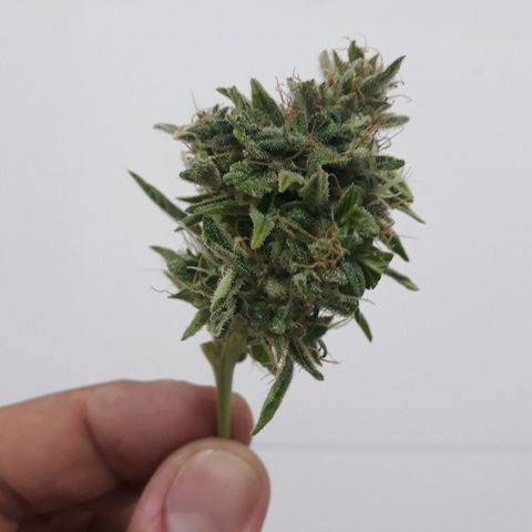 Critical Plus Auto #2 growlog timeline photo
