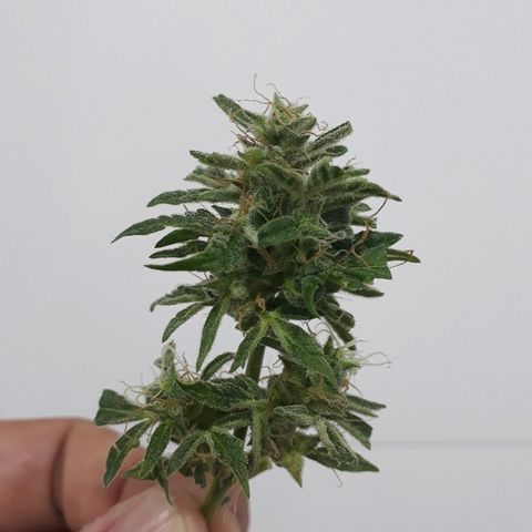 Critical Plus Auto #2 growlog timeline photo