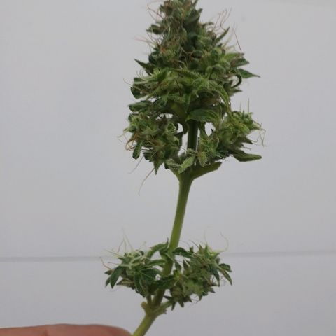 Critical Plus Auto #2 growlog timeline photo
