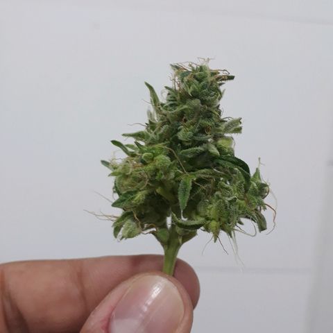 Critical Plus Auto #2 growlog timeline photo