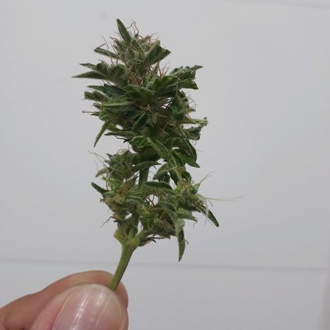 Critical Plus Auto #2 growlog timeline photo