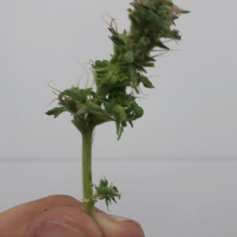 Critical Plus Auto #2 growlog timeline photo
