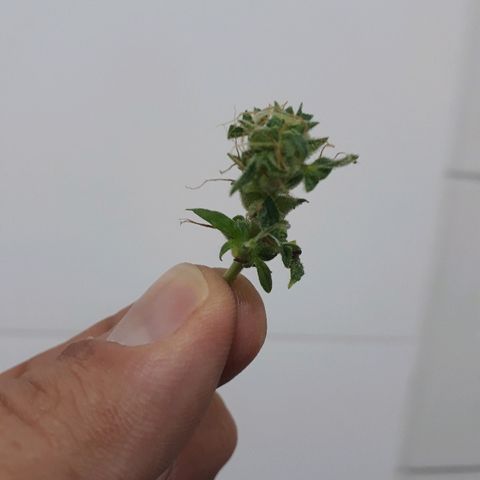 Critical Plus Auto #2 growlog timeline photo