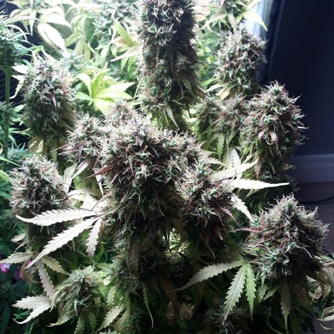 Tropa de Elite growlog timeline photo