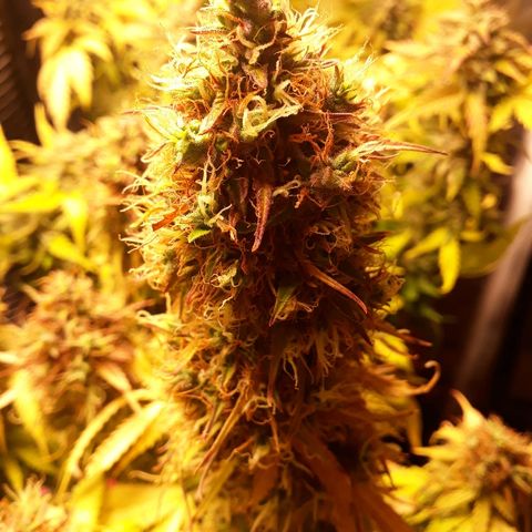 Tropa de Elite growlog timeline photo
