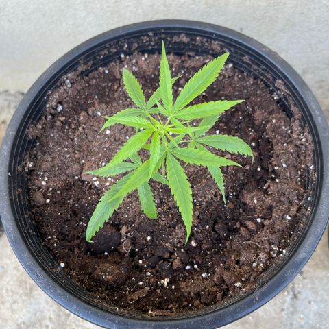 Gazzurple growlog timeline photo