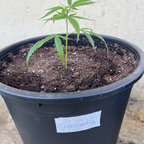 Gazzurple growlog timeline photo