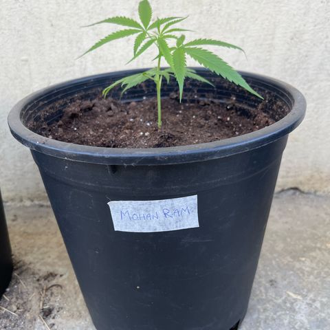 Mohan Ram growlog timeline photo