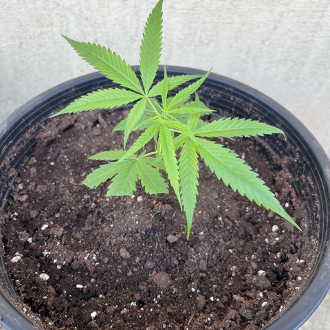 Mohan Ram growlog timeline photo