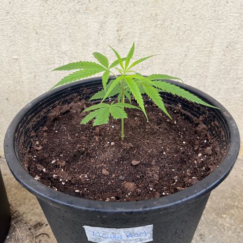 Mohan Ram growlog timeline photo