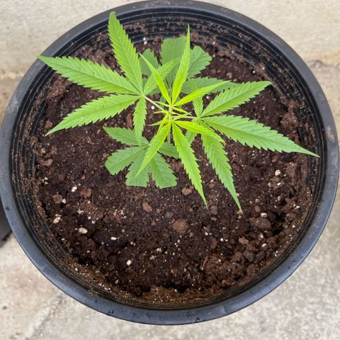 Mohan Ram growlog timeline photo