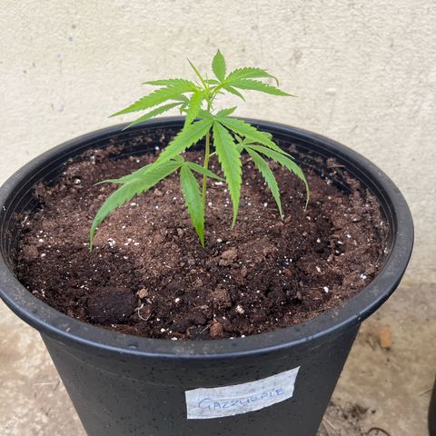 Gazzurple growlog timeline photo