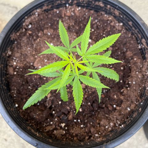 Gazzurple growlog timeline photo