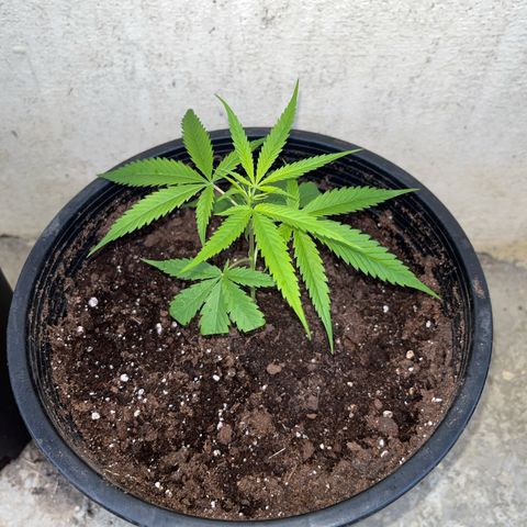 Mohan Ram growlog timeline photo