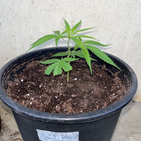 Mohan Ram growlog timeline photo