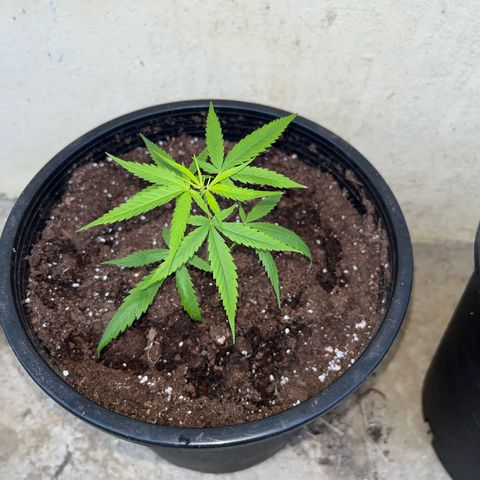 Gazzurple growlog timeline photo