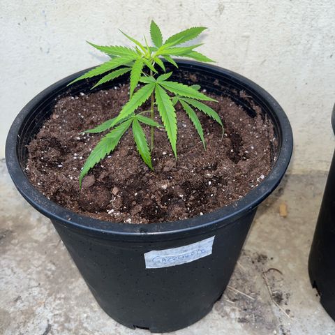 Gazzurple growlog timeline photo