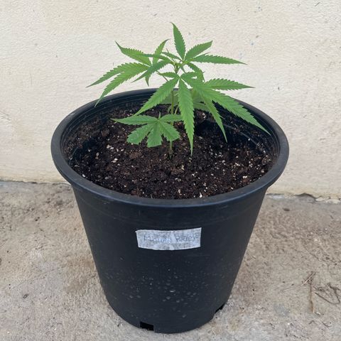 Mohan Ram growlog timeline photo
