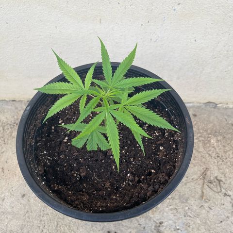 Mohan Ram growlog timeline photo