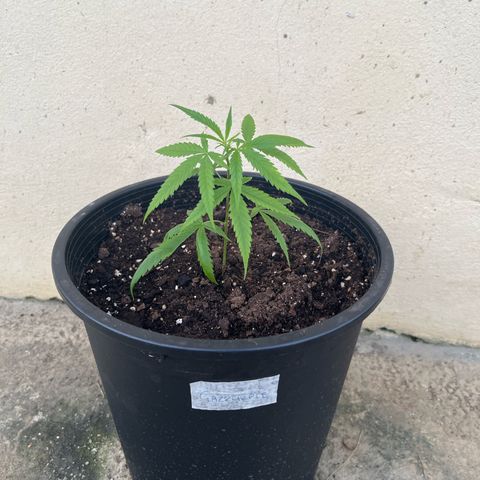 Gazzurple growlog timeline photo