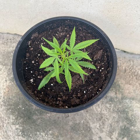 Gazzurple growlog timeline photo