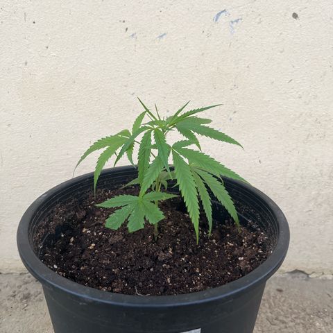 Mohan Ram growlog timeline photo