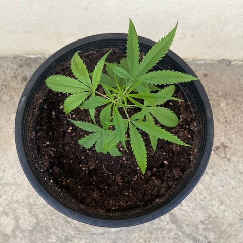 Mohan Ram growlog timeline photo