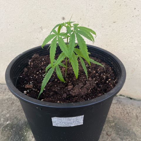 Gazzurple growlog timeline photo